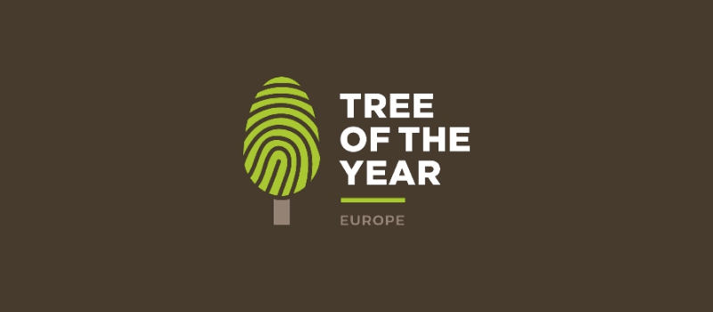 Wybierzmy Europejskie Drzewo Roku z naszego regionu