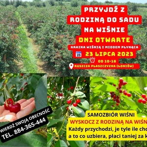 Samozbiór Wiśni w Ruszcza Płaszczyzna - Kraina Wiśnią i Miodem płynąca