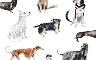 Wystawa ilustracji i ceramiki Zofii Różyckiej