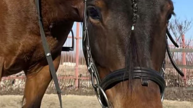 Stajnia Zwierzęcy Zakątek