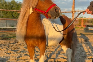 Stajnia Zwierzęcy Zakątek