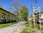 Krzewuszki cudowne i szwedzkie jarząby